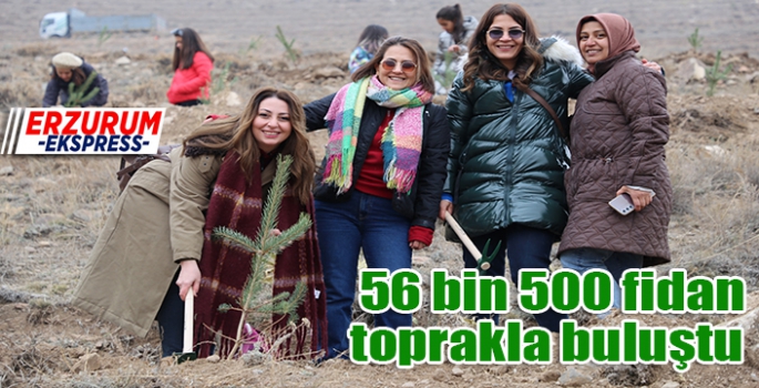 56 bin 500 fidan toprakla buluştu