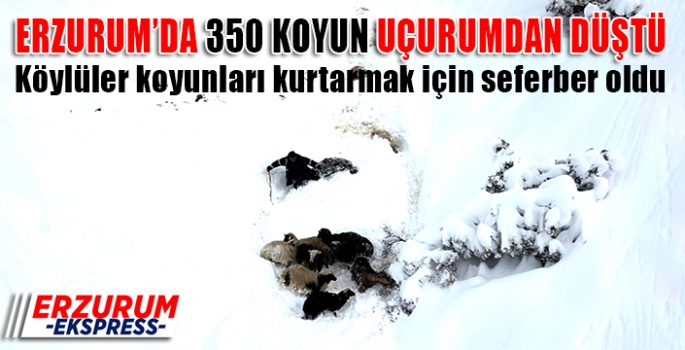 Erzurum'da 350 koyun uçurumdan düştü