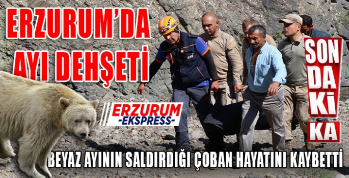 ERZURUM'DA BEYAZ AYI ÇOBANA SALDIRDI