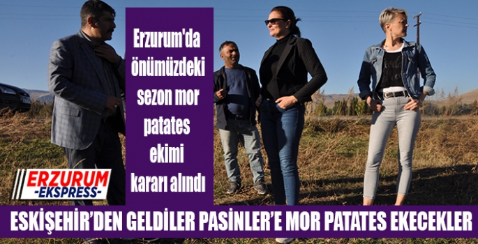 Erzurum’da mor patates ekilecek