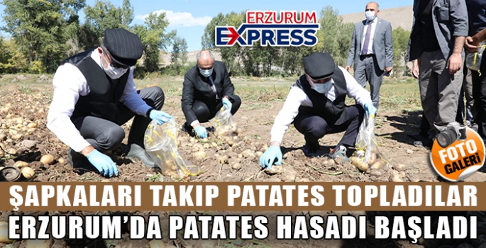 Erzurum’da patates ve ayçiçeği hasadı başladı