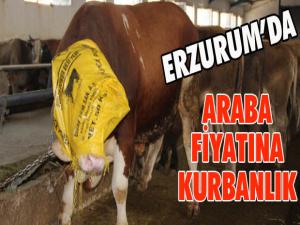 Erzurumda araba fiyatına kurbanlık