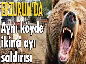 Erzurumda aynı köyde ikinci ayı saldırısı