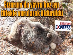 Erzurum'da boz ayıyı vurdular