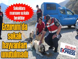 Erzurum'da sokak hayvanları unutulmadı...