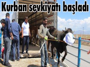 Erzurumdan batıya kurban sevkiyatı başladı 