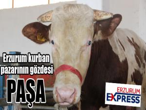 Erzurum kurban pazarının gözdesi Paşa