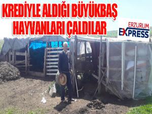 Kredi çekip aldığı büyükbaş hayvanlarını çaldılar