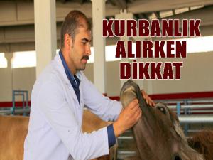 Kurbanlık alırken dikkat edilmesi gerekenler 