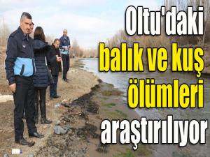 Oltu'daki balık ve kuş ölümleri araştırılıyor