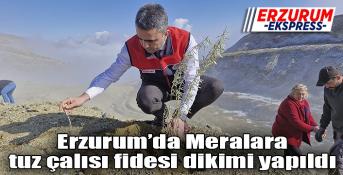  Meralara tuz çalısı fidesi dikimi yapıldı