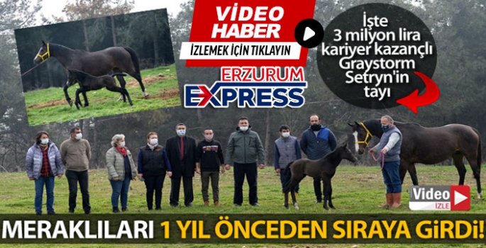 Şampiyonun doğan tayı için bir yıl önceden sıraya girdiler