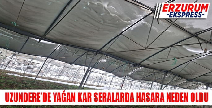 Uzundere'de yağan kar seralara zarar verdi. 