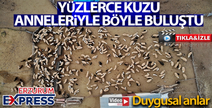 Yüzlerce kuzunun anneleriyle duygusal buluşması