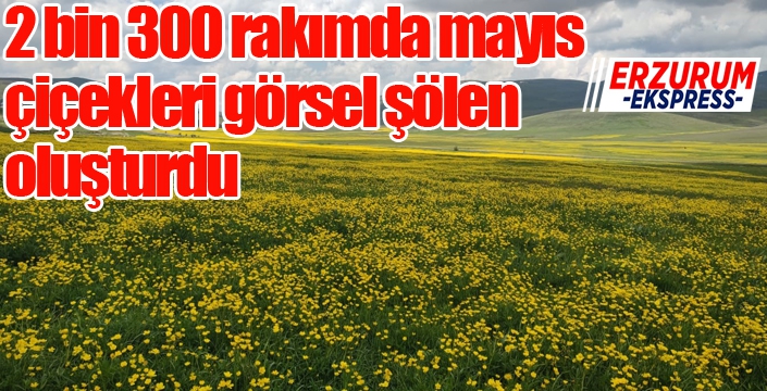 2 bin 300 rakımda mayıs çiçekleri görsel şölen oluşturdu