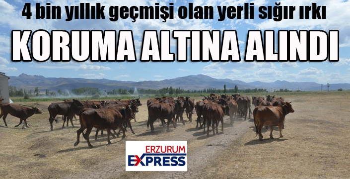 4 bin yıllık geçmişi olan yerli sığır ırkı koruma altına alındı...