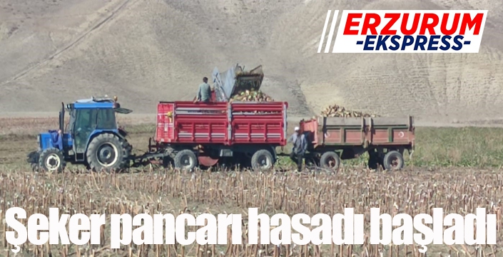 Aşkale’de şeker pancarı hasadı