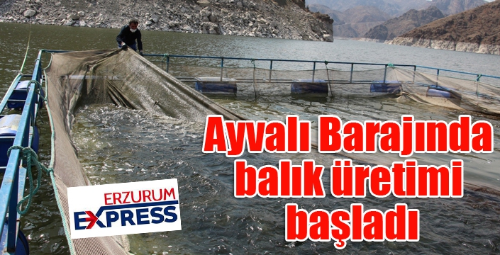 Ayvalı Barajında balık üretimi başladı