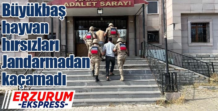 Büyükbaş hayvan hırsızları Jandarmadan kaçamadı