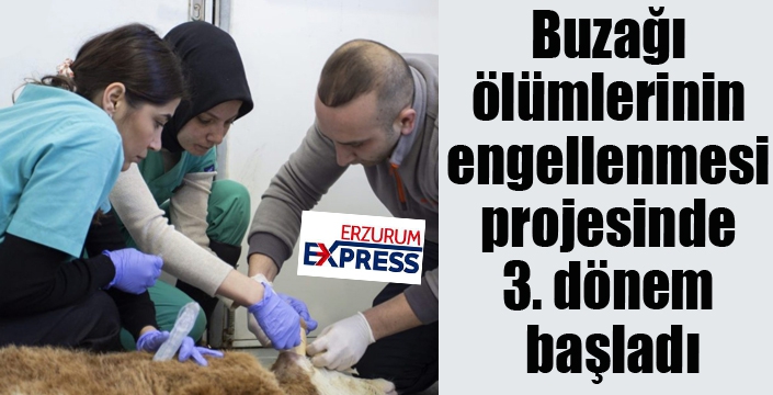 Buzağı ölümlerinin engellenmesi projesinde 3. dönem başladı