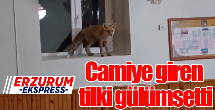 Camiye giren tilki gülümsetti