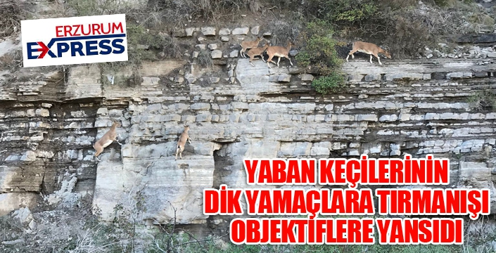 Dik kayalıklara tırmanan yaban keçileri görenleri şaşkına çevirdi