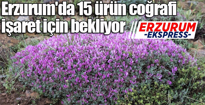 Erzurum'da 15 ürün coğrafi işaret için bekliyor