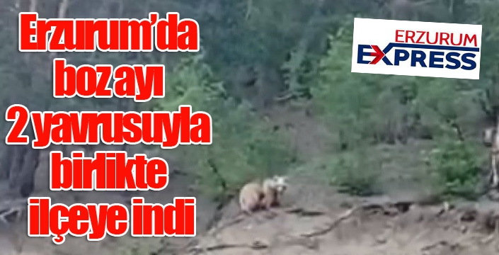 Erzurum’da boz ayı 2 yavrusuyla birlikte ilçeye indi