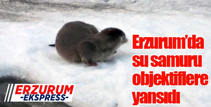 Erzurum’da su samuru kameraya yansıdı