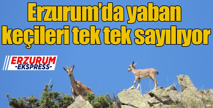 Erzurum’da yaban keçileri tek tek sayılıyor