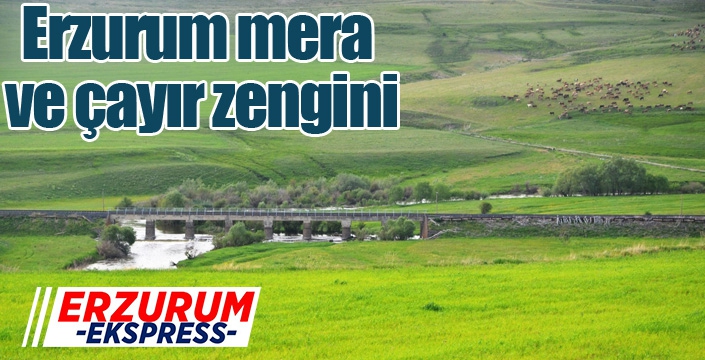 Erzurum mera ve çayır zengini