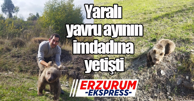 Erzurum Oltu'da yaralı yavru ayı kurtarıldı