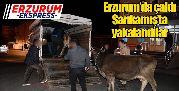 Horasan’dan hayvan çalan hırsız Sarıkamış’ta yakalandı