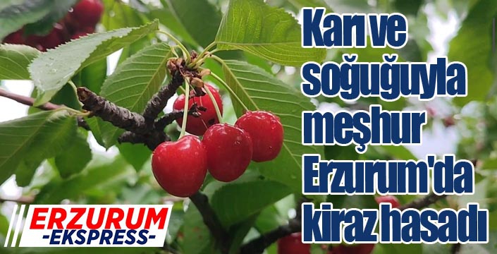 Karı ve soğuğuyla meşhur Erzurum'da kiraz hasadı