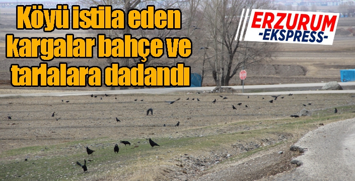 Köyü istila eden kargalar bahçe ve tarlalara dadandı