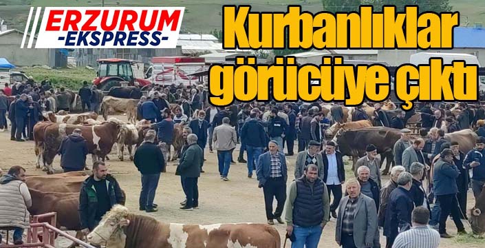 Kurbanlıklar görücüye çıktı