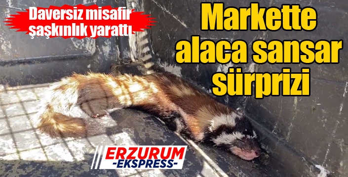 Markette alaca sansar sürprizi