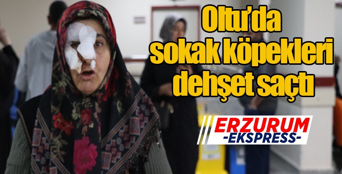 Oltu’da sokak köpekleri dehşet saçtı