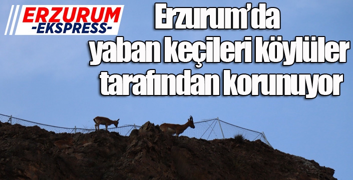 Olur’da yaban keçileri köylüler tarafından korunuyor