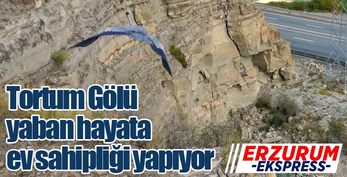 Tortum Gölü yaban hayata ev sahipliği yapıyor